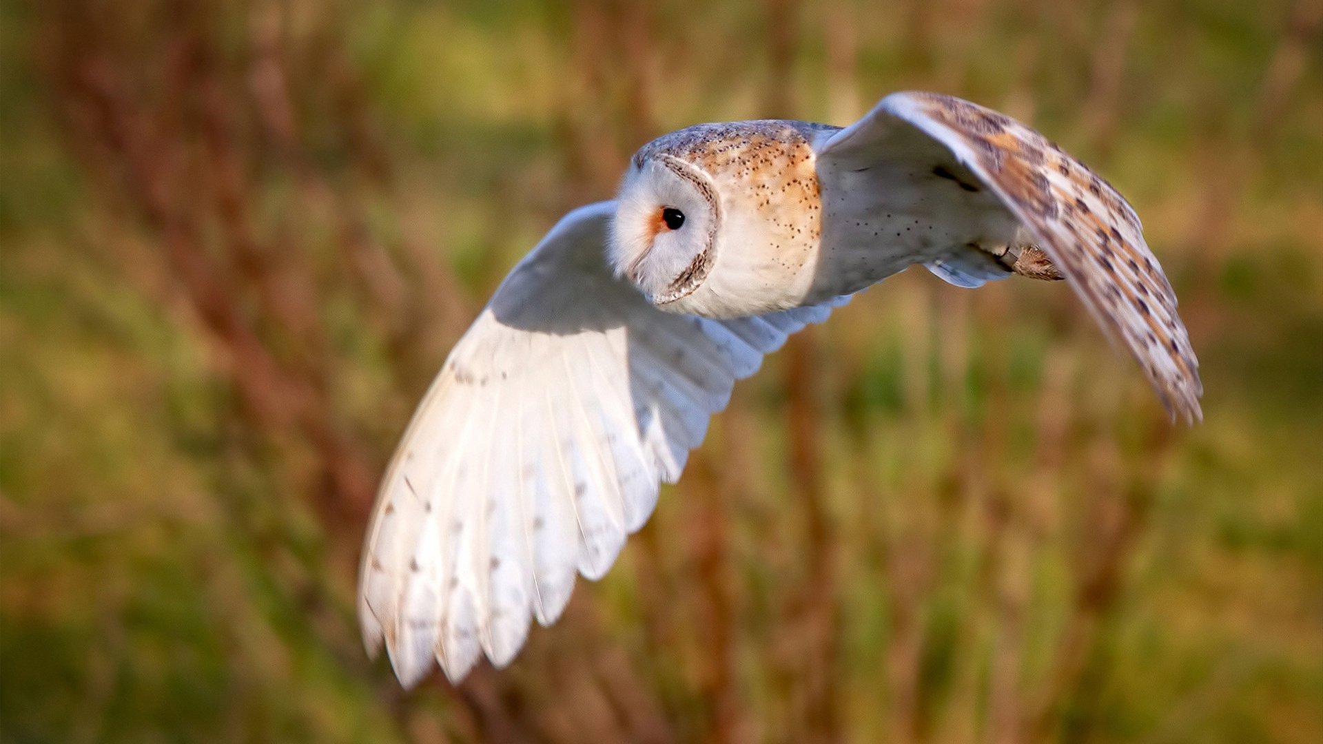 _森林狼迎来一波连胜,士气高涨_,森林狼战绩