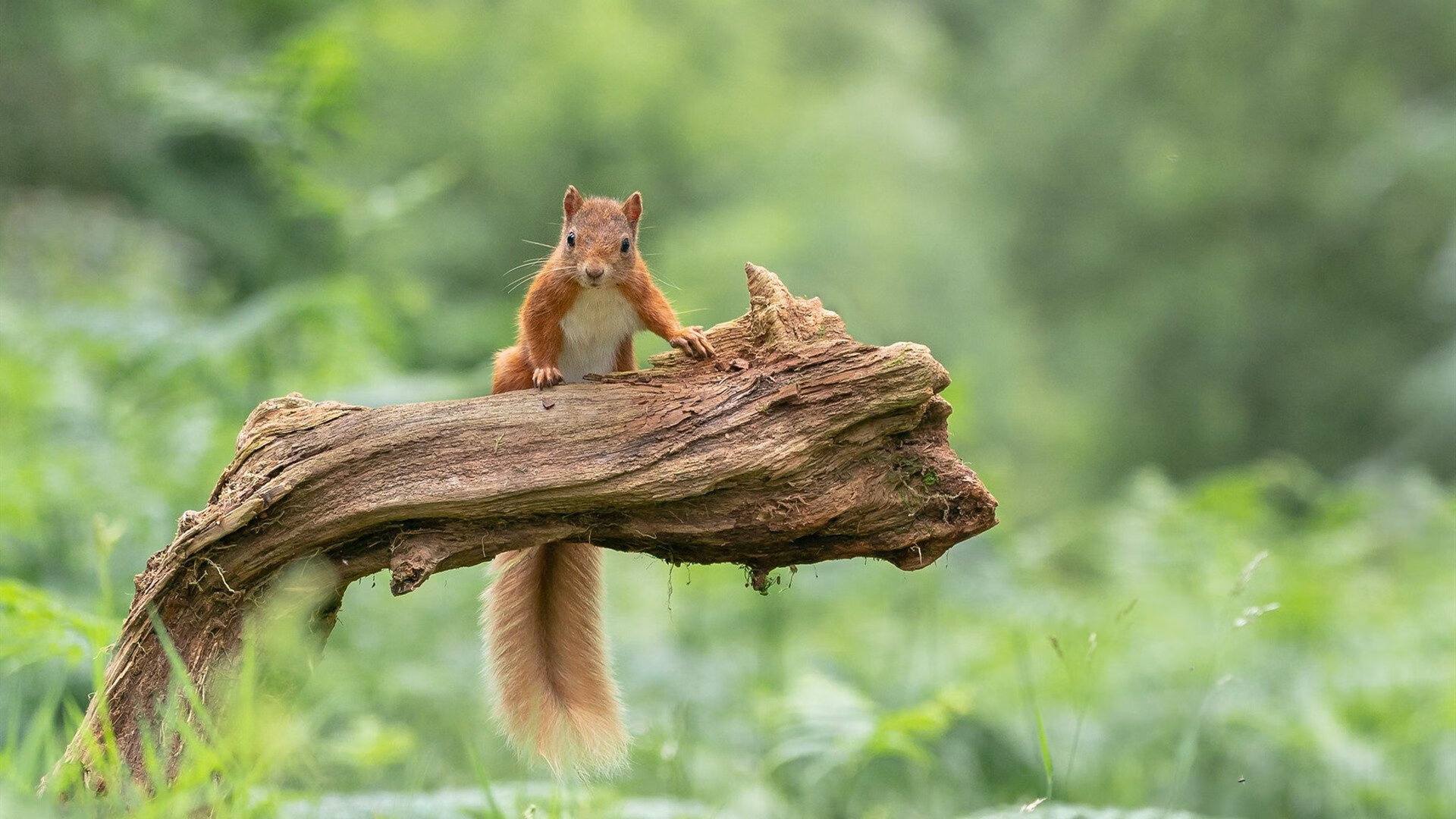 _鹈鹕实力提升,目标直指季后赛_,鹈鹕目前阵容