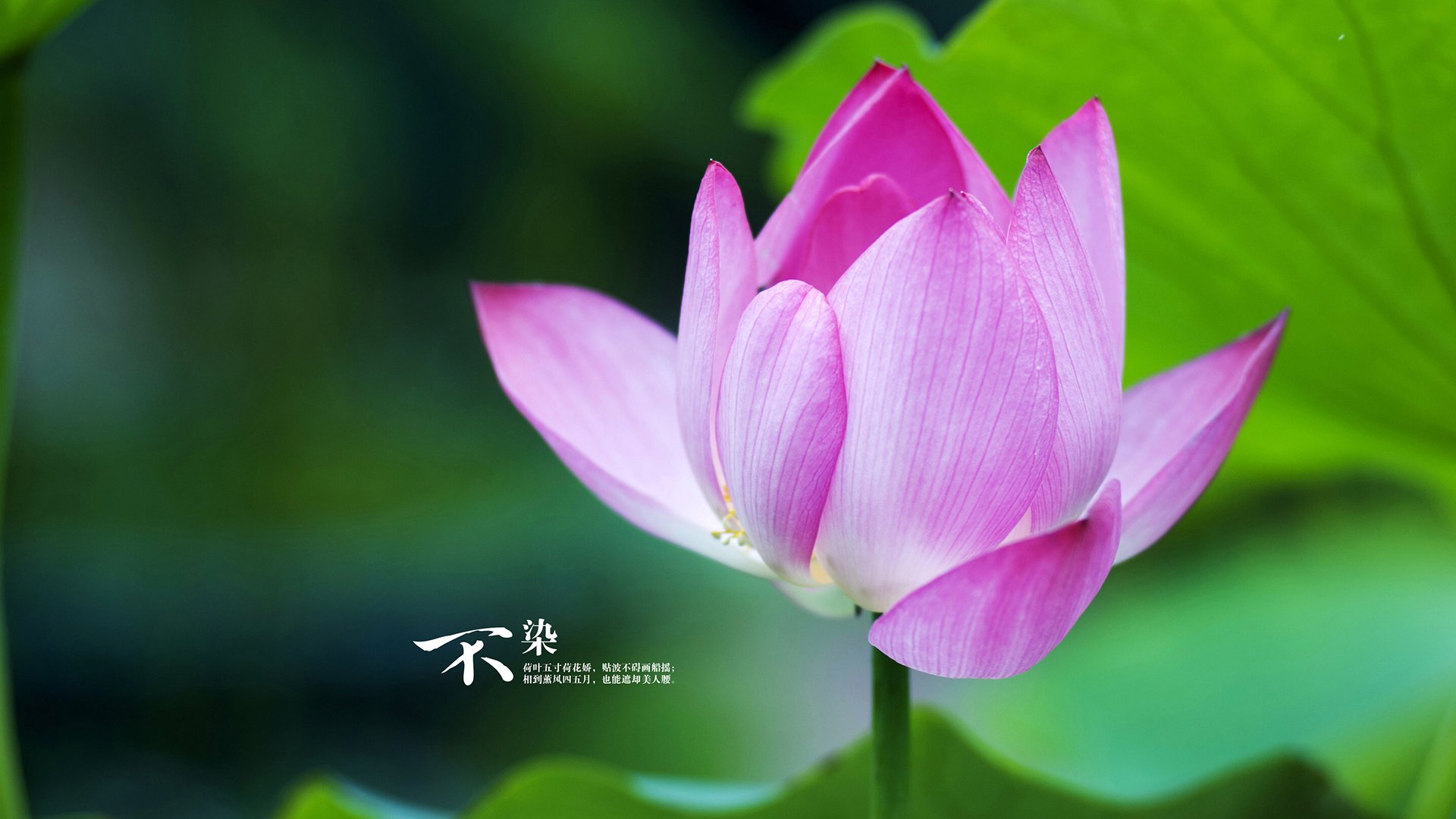 “国王队青年才俊崛起,未来可期”,国王队百科