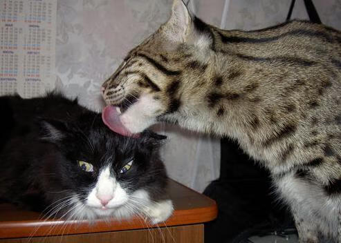 开云体育博彩-“西甲豪门内哄不断，争冠战火再度点燃”，豪门三强挥金如土,赚足流量的西甲联赛迎来新伙伴