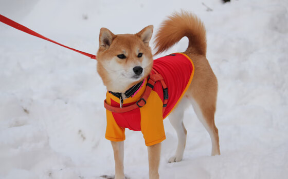 战术天才的“秘密武器”：欧冠中的创新布局，欧冠经典之战