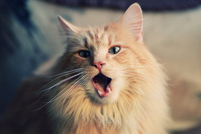 Kysports-意甲强强对抗，比分1-1，比赛亮点：门将多次神级扑救，传球成功率87%，成功断球率76%