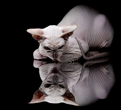 日本派出史上最大规模代表团，1137人出征杭州亚运会。，日本亚运会时间 2020