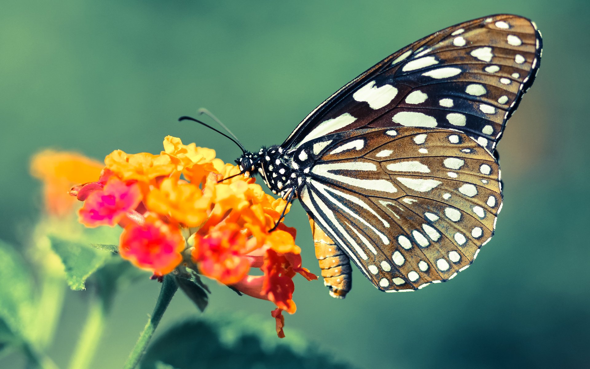 赛季“黑马”队伍:他们如何突围而出?,赛场上的黑马是什么意思