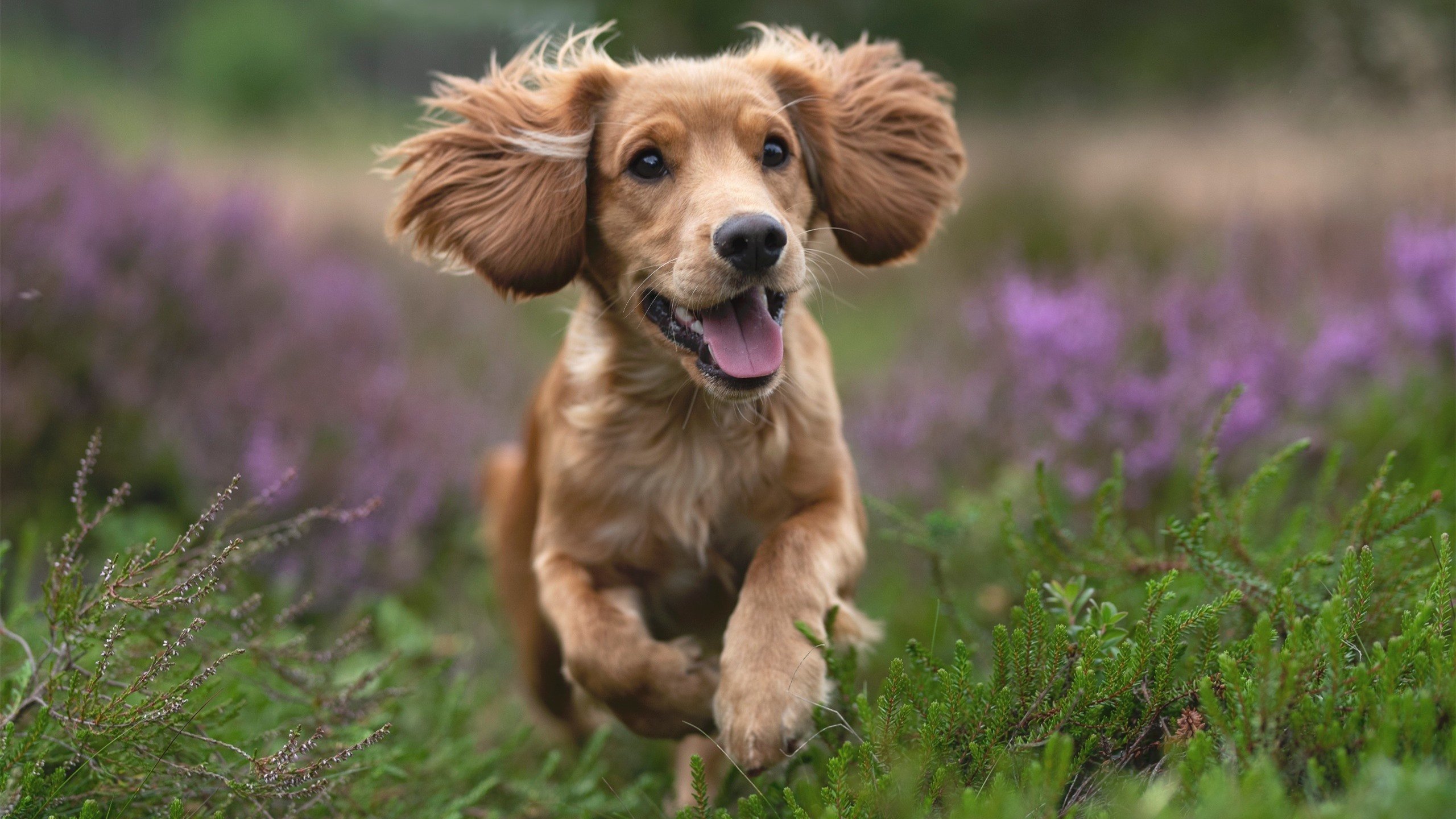 足球社区俱乐部发展政策出台，足球俱乐部发展现状