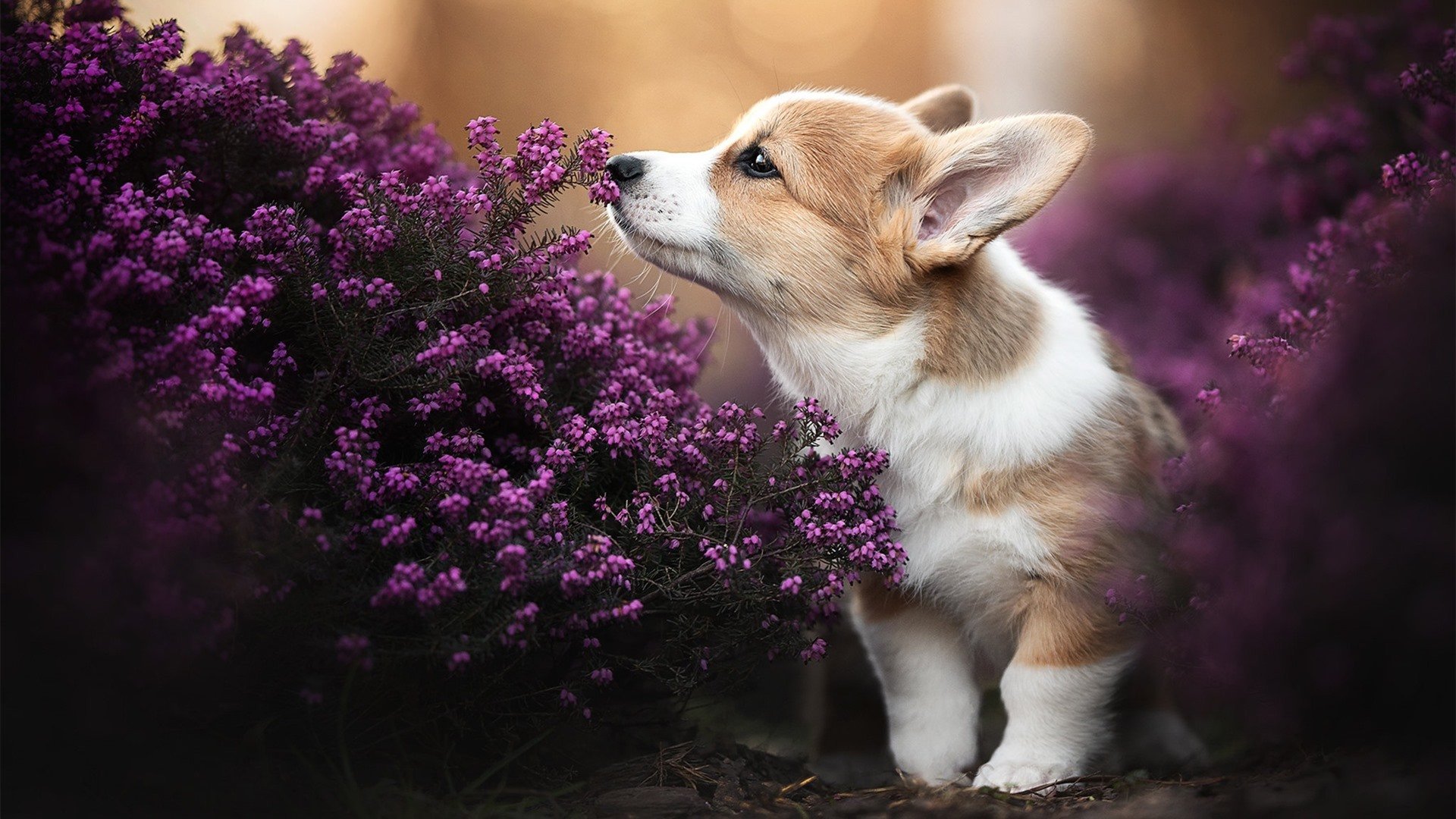 跑跑卡丁车王者争霸赛，速度与激情激情碰撞，跑跑卡丁车精彩比赛视频