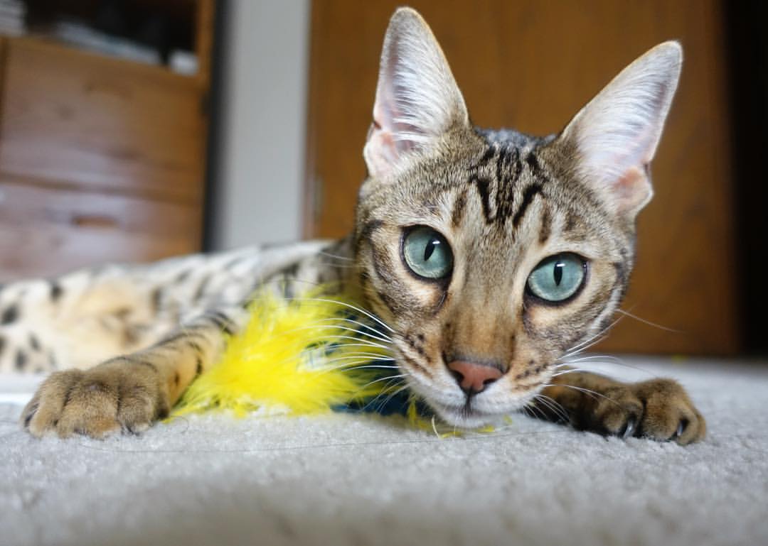 远射“炸裂”：欧冠赛场上令人窒息的强打远射，足坛现役十大远射高手