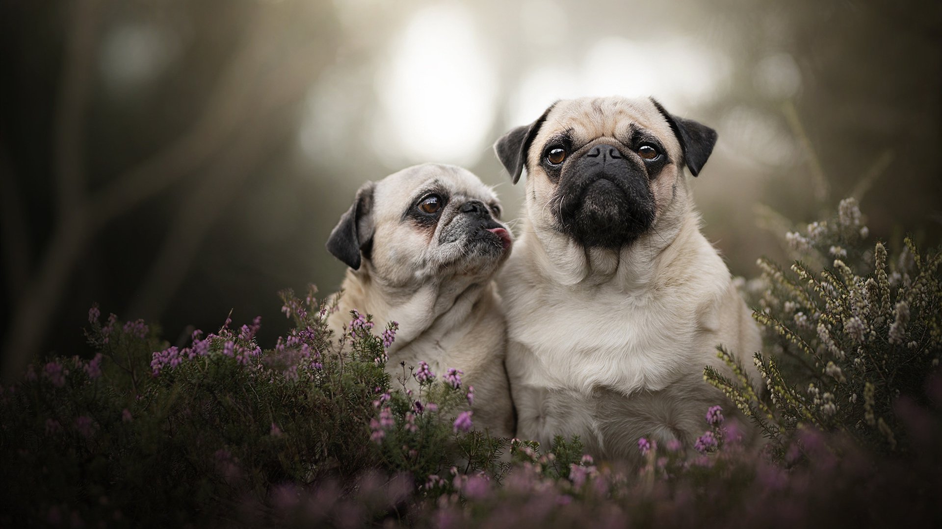 下载开云-青少年篮球“阳光行动”在江苏全面推进，扩大基层覆盖，青少年阳光体育运动联赛