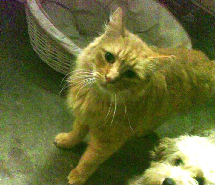 RNG战术创新获好评,rng战术风格