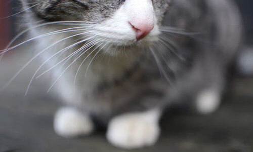 萨索洛客场大败，降至积分榜垫底，萨索洛阵型