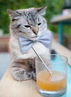 开云APP-博塔弗戈新星突破成亮点，博塔弗戈ds