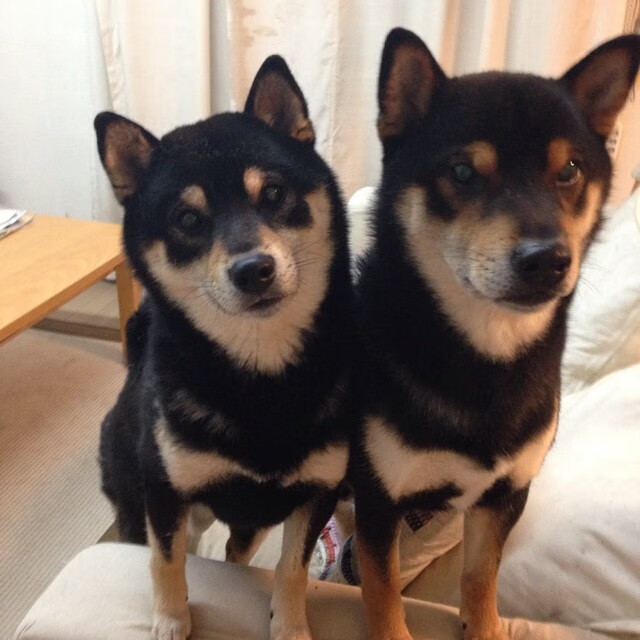 国家队心理建设缺乏系统支持,国家队心理建设缺乏系统支持